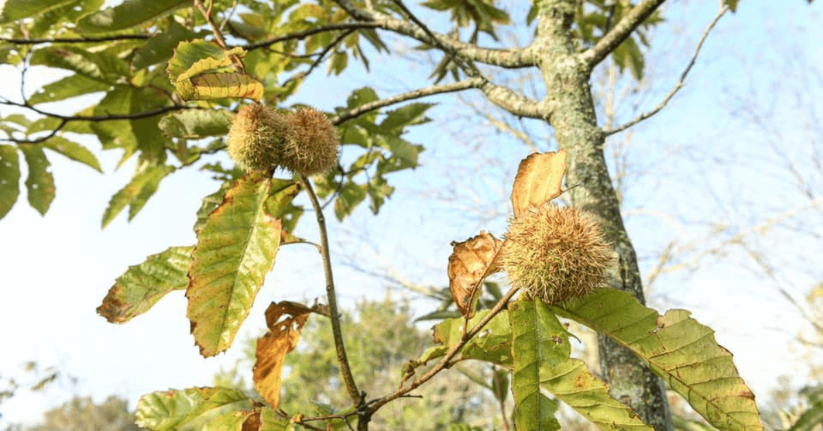 Fruit and Nut Trees Offer Deer a Steady, Nearly Year-Round Source of Food